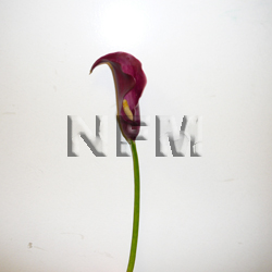 mini calla lilies red wholesale flowers